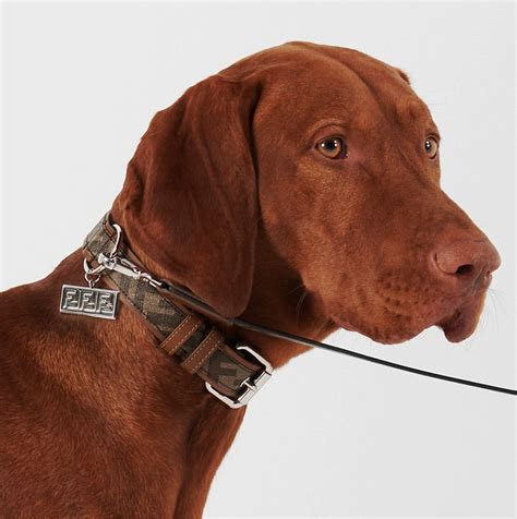 fendi dog collar and lead|Fendi dog leash.